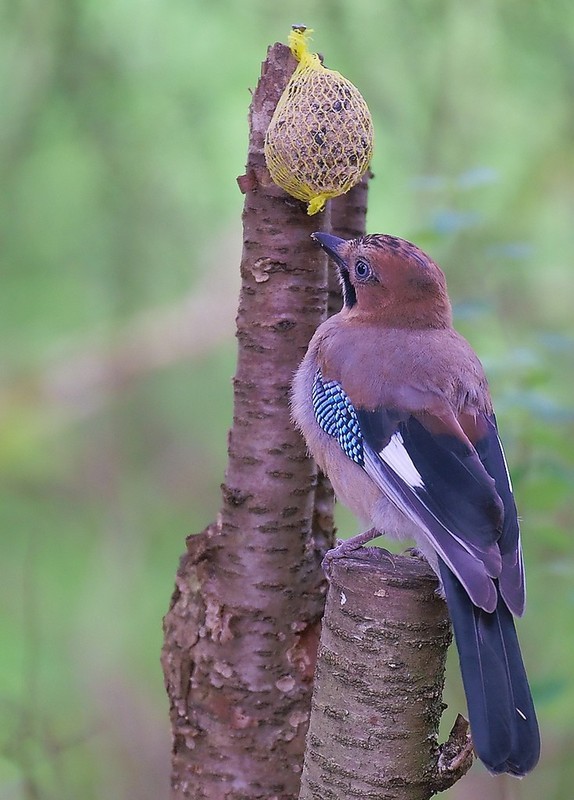 Kham pha kho tin nhung co thuc ve tri nao dong vat-Hinh-2